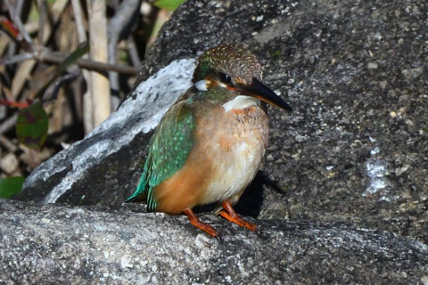トリミング 2020/1月 SIGMA150-600C+D500 600mm F8 ss1/1250 ISO640