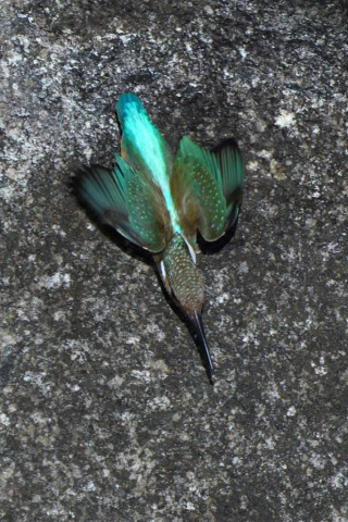 約0.67倍トリミング 2020/1月 SIGMA150-600C+D500 600mm F8 ss1/2000 ISO800 AF-C シングル