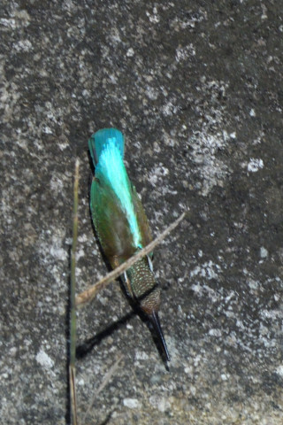 約0.67倍トリミング 2020/1月 SIGMA150-600C+D500 600mm F8 ss1/2000 ISO800 AF-C シングル