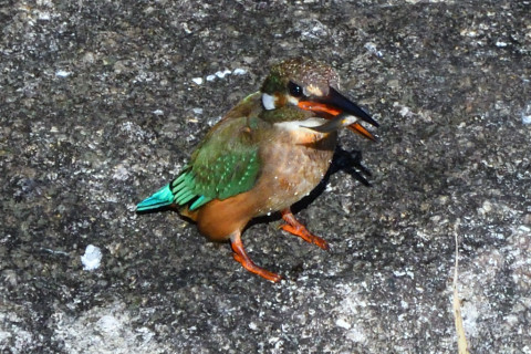 トリミング 2020/1月 SIGMA150-600C+D500 600mm F8 ss1/2000 ISO1250