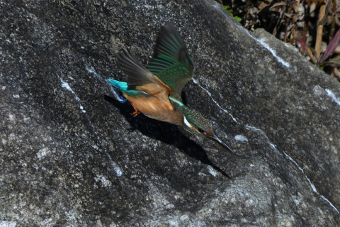 約0.67倍トリミング 2020/1月 SIGMA150-600C+D500 600mm F8 ss1/1600 ISO500 AF-C シングル