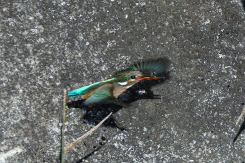 0.5倍トリミング 2020/1月 SIGMA150-600C+D500 600mm F8 ss1/2000 ISO1100 AF-C シングル