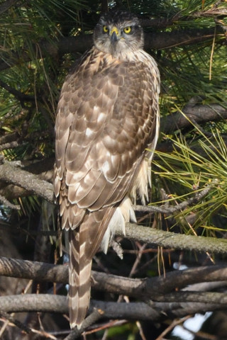 トリミング 2020/1月 SIGMA150-600C+D500 600mm F8 ss1/1000 ISO900