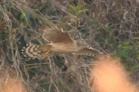 トリミング 2020/1月 SIGMA150-600C+D500 600mm F8 ss1/1000 ISO4000 AF-S シングル