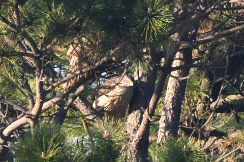 トリミング 2020/1月 SIGMA150-600C+D500 600mm F8 ss1/1250 ISO2800 AF-C シングル