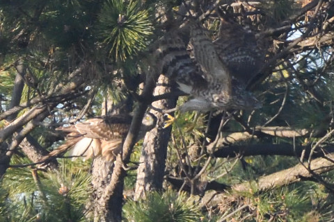トリミング 2020/1月 SIGMA150-600C+D500 600mm F8 ss1/1250 ISO2800 AF-C シングル