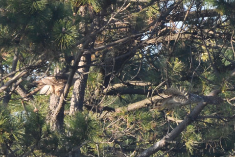 約0.67倍トリミング 2020/1月 SIGMA150-600C+D500 600mm F8 ss1/1250 ISO2800 AF-C シングル