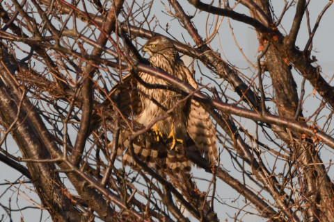 約0.67倍トリミング 2020/1月 SIGMA150-600C+D500 600mm F8 ss1/1250 ISO640