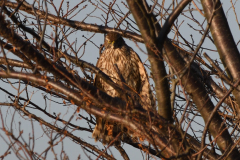 約0.67倍トリミング 2020/1月 SIGMA150-600C+D500 600mm F8 ss1/400 ISO200