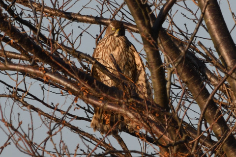 約0.67倍トリミング 2020/1月 SIGMA150-600C+D500 600mm F8 ss1/400 ISO200