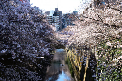 2020/3月 SIGMA17-70+D500 40mm F8 ss1/160 ISO110