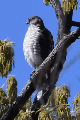 トリミング 2020/3月 SIGMA150-600C+D500 600mm F8 ss1/2500 ISO1250 AF-C シングル