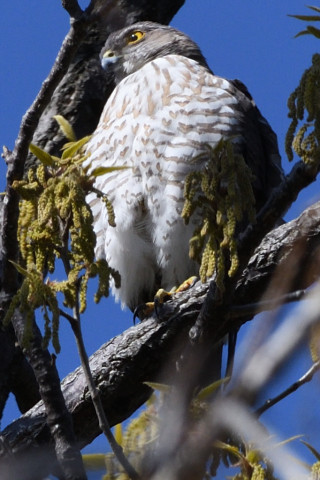トリミング 2020/3月 SIGMA150-600C+D500 600mm F8 ss1/800 ISO400 AF-C シングル