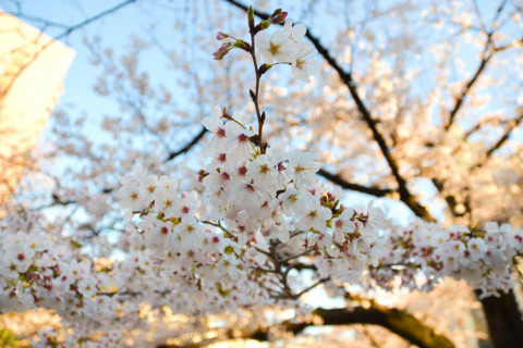 2020/3月 SIGMA17-70+D500 17mm F2.8 ss1/400 ISO100