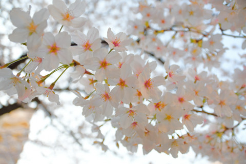 2020/3月 SIGMA17-70+D500 17mm F2.8 ss1/400 ISO180