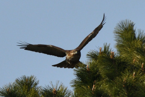 トリミング 2020/1月 SIGMA150-600C+D500 600mm F8 ss1/1250 ISO280 AF-C シングル