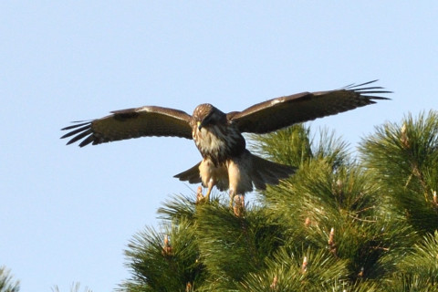 トリミング 2020/1月 SIGMA150-600C+D500 600mm F8 ss1/1250 ISO320 AF-C シングル