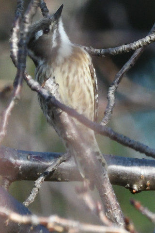 トリミング 2020/1月 SIGMA150-600C+D500 600mm F8 ss1/1250 ISO1800