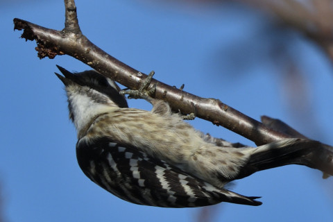 トリミング 2020/1月 SIGMA150-600C+D500 600mm F8 ss1/1250 ISO280