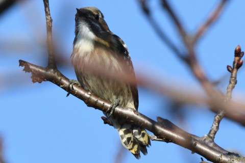 トリミング 2020/1月 SIGMA150-600C+D500 600mm F8 ss1/1250 ISO320