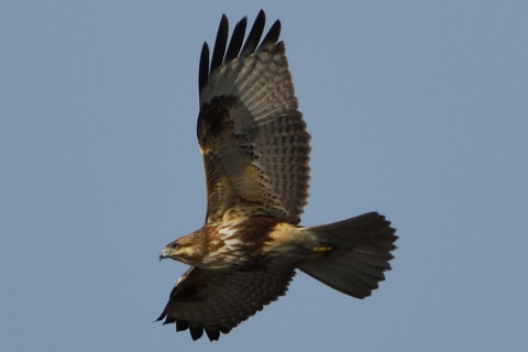 トリミング 2020/1月 SIGMA150-600C+D500 600mm F8 ss1/800 ISO110 AF-C シングル