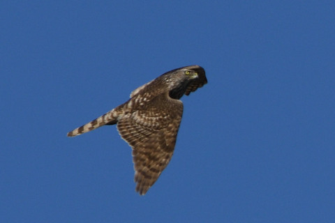 トリミング 2020/2月 SIGMA150-600C+D500 600mm F8 ss1/1600 ISO280 AF-C シングル