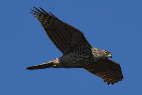 トリミング 2020/2月 SIGMA150-600C+D500 600mm F8 ss1/1600 ISO320 AF-C シングル