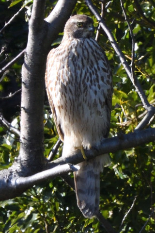 トリミング 2020/2月 SIGMA150-600C+D500 600mm F8 ss1/400 ISO560