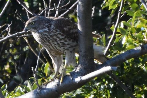 トリミング 2020/2月 SIGMA150-600C+D500 600mm F8 ss1/1000 ISO2200