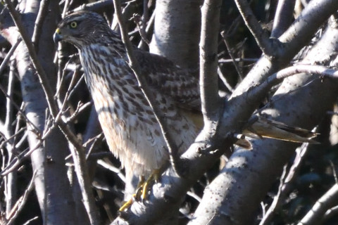 トリミング 2020/2月 SIGMA150-600C+D500 600mm F8 ss1/1250 ISO1800