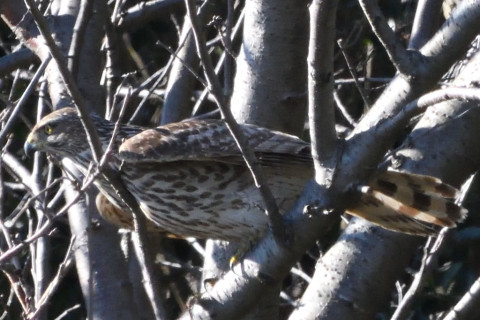 トリミング 2020/2月 SIGMA150-600C+D500 600mm F8 ss1/1250 ISO1800