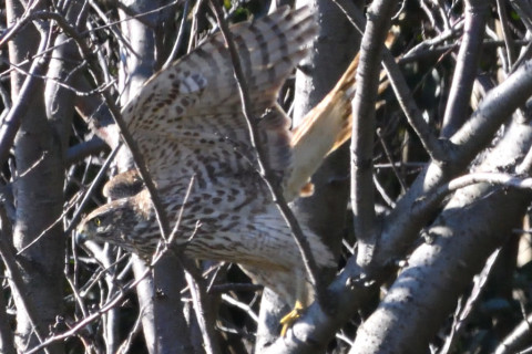 トリミング 2020/2月 SIGMA150-600C+D500 600mm F8 ss1/1250 ISO1800 AF-C シングル