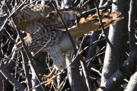 トリミング 2020/2月 SIGMA150-600C+D500 600mm F8 ss1/1250 ISO1800 AF-C シングル