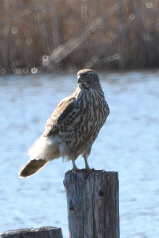 トリミング 2020/2月 SIGMA150-600C+D500 600mm F8 ss1/1250 ISO720