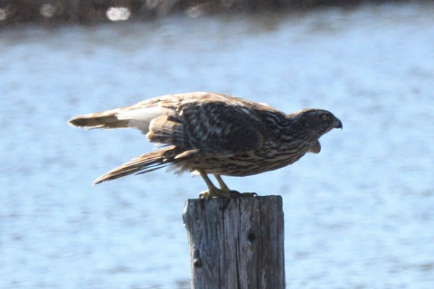 トリミング 2020/2月 SIGMA150-600C+D500 600mm F8 ss1/1250 ISO720