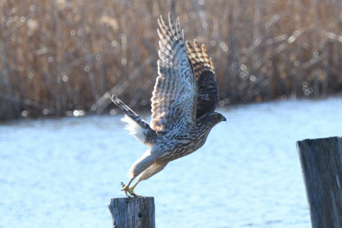 トリミング 2020/2月 SIGMA150-600C+D500 600mm F8 ss1/1250 ISO720 AF-C シングル