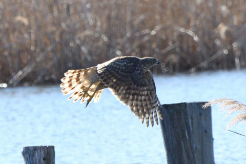 トリミング 2020/2月 SIGMA150-600C+D500 600mm F8 ss1/1250 ISO720 AF-C シングル