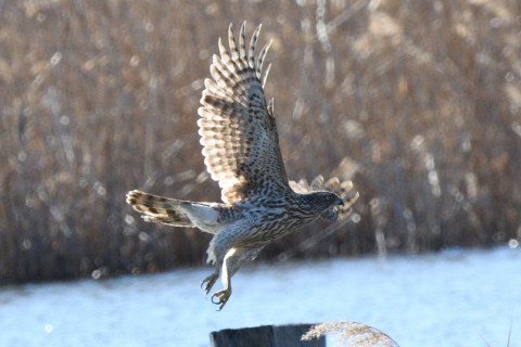 トリミング 2020/2月 SIGMA150-600C+D500 600mm F8 ss1/1250 ISO640 AF-C シングル