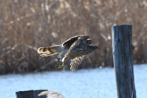 トリミング 2020/2月 SIGMA150-600C+D500 600mm F8 ss1/1250 ISO560 AF-C シングル