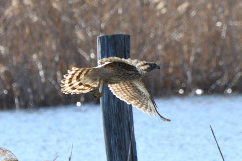 トリミング 2020/2月 SIGMA150-600C+D500 600mm F8 ss1/1250 ISO560 AF-C シングル