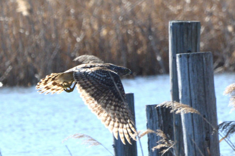 トリミング 2020/2月 SIGMA150-600C+D500 600mm F8 ss1/1250 ISO560 AF-C シングル