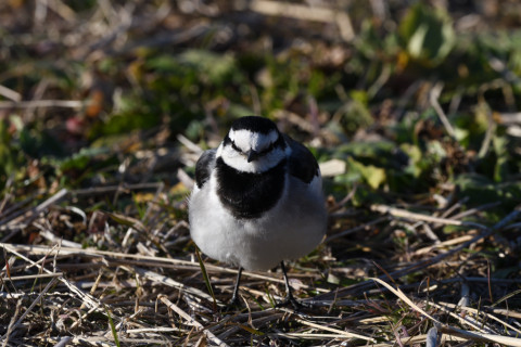2020/2月 SIGMA150-600C+D500 600mm F8 ss1/640 ISO400