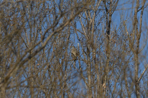 2020/2月 SIGMA150-600C+D500 600mm F8 ss1/1600 ISO400