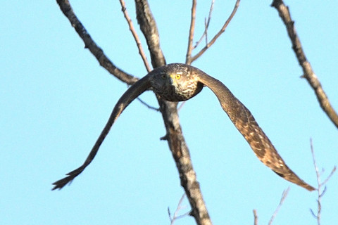 トリミング 2020/2月 SIGMA150-600C+D500 600mm F8 ss1/1600 ISO280 AF-C シングル