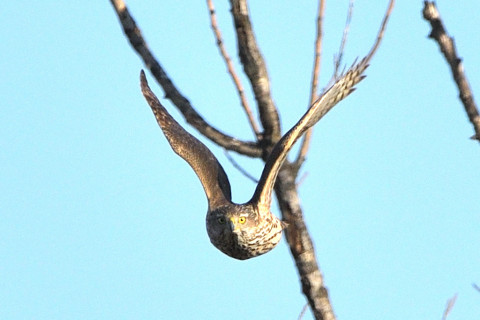トリミング 2020/2月 SIGMA150-600C+D500 600mm F8 ss1/1600 ISO280 AF-C シングル