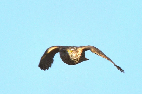 トリミング 2020/2月 SIGMA150-600C+D500 600mm F8 ss1/1600 ISO280 AF-C シングル