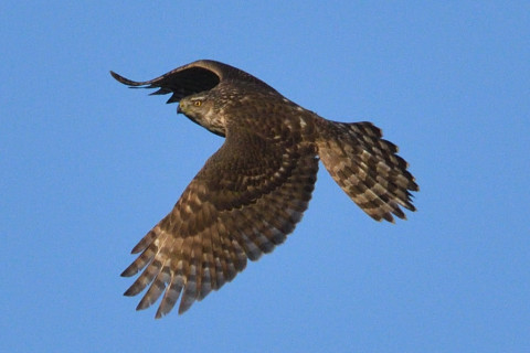 トリミング 2020/2月 SIGMA150-600C+D500 600mm F8 ss1/2500 ISO720 AF-C シングル