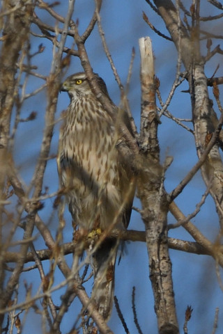 トリミング 2020/2月 SIGMA150-600C+D500 600mm F8 ss1/1600 ISO400