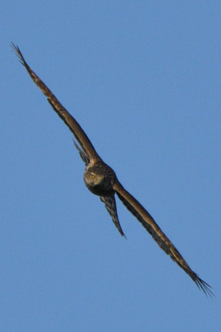 トリミング 2020/2月 SIGMA150-600C+D500 600mm F8 ss1/2500 ISO800 AF-C シングル
