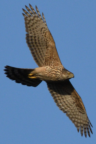 トリミング 2020/2月 SIGMA150-600C+D500 600mm F8 ss1/2500 ISO800 AF-C シングル